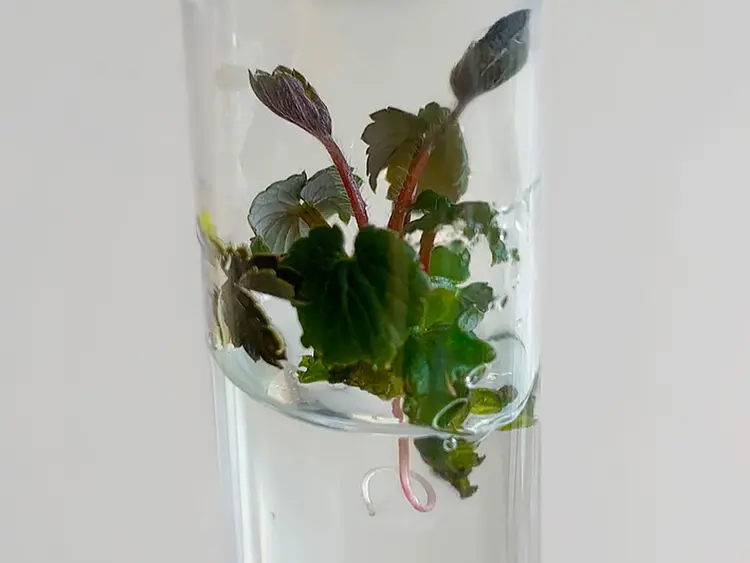 单细胞再生完整植株
